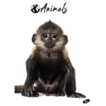 TEKA MEKI UVEZ A4 CRTE 40 PLUS 2L 80G ANIMAL ELISA SORTIRANI MOTIVI - Image 4