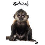 Teka meki uvez A4 crte 40+2L 80g Animal Elisa sortirani motivi - Slika 4